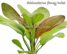 Echinodorus Fancy Twist